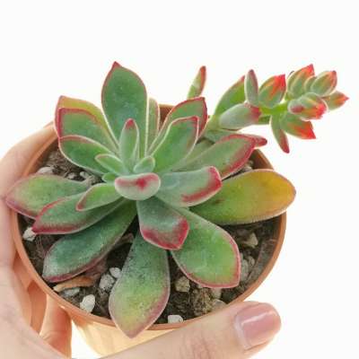 Echeveria pulvinata 'Ruby Blush'