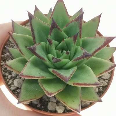 Echeveria agavoides 'red edge'