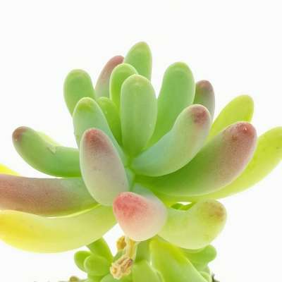 Sedum pachyphyllum - Giromagi