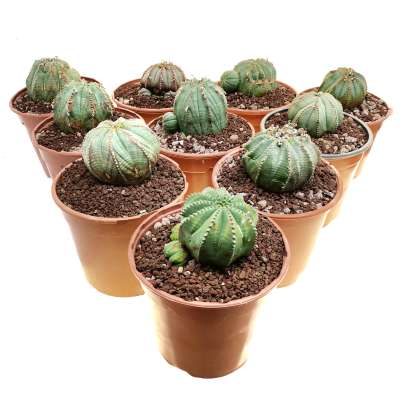 Euphorbia obesa (rare form) 10 pcs.