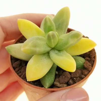Pachyphytum 'Chiseled Stones' f. variegata