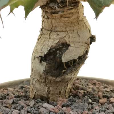 Euphorbia tortirama - Giromagi