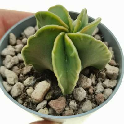 Astrophytum myriostigma cv. double ribs nudum