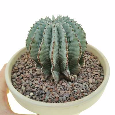 Euphorbia horrida (White form)