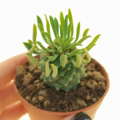 Euphorbia Sotesu-Kirin