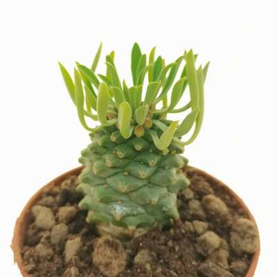 Euphorbia Sotesu-Kirin - Giromagi