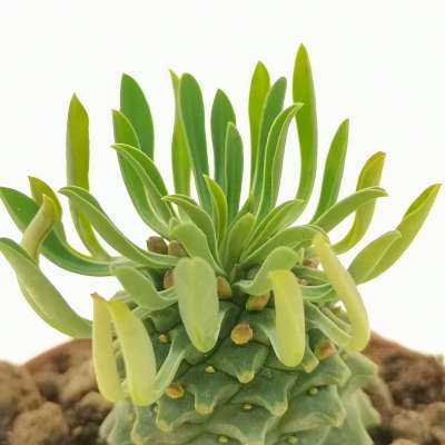Euphorbia Sotesu-Kirin - Giromagi