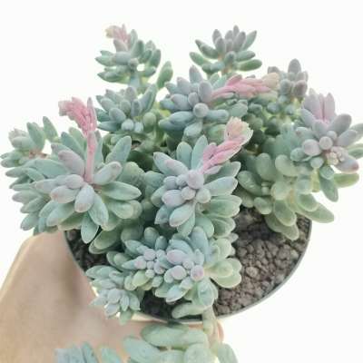 Pachyphytum 'Misty Charm' - Giromagi