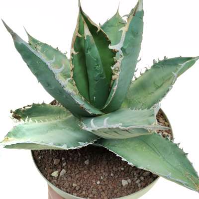 Agave titanota 'Caesar'