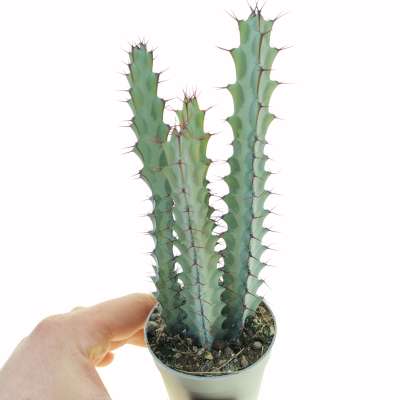 Euphorbia greenwayi