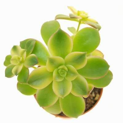 Aeonium decorum 'Tricolor' - Giromagi