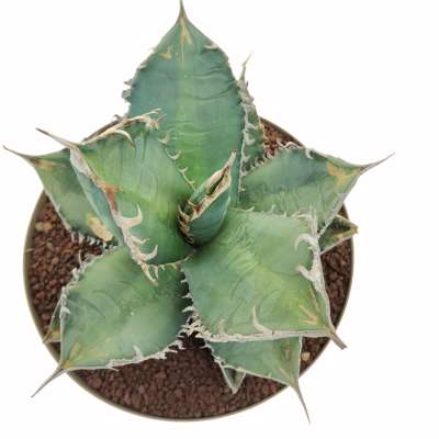 Agave titanota 'Caesar' 25 cm. | Agavaceae - Giromagi vendita