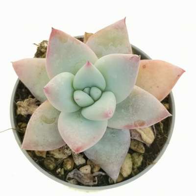 Echeveria colorata 6,5 cm. | Crassulaceae - Giromagi vendita 