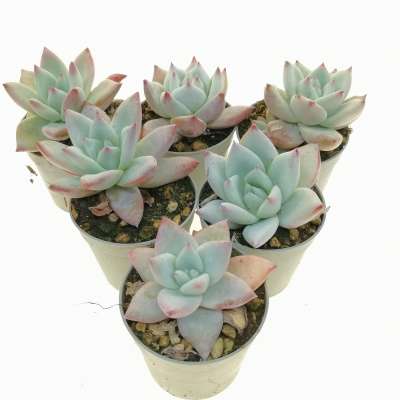 Echeveria colorata 6,5 cm. | Crassulaceae - Giromagi vendita 