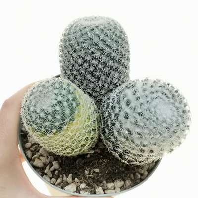 Mammillaria haageana f. variegata
