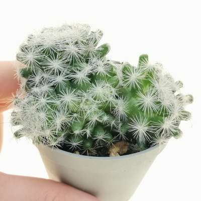Mammillaria candida f. prolifera