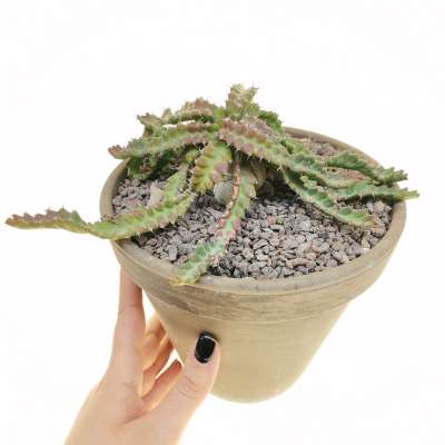 Euphorbia stellata