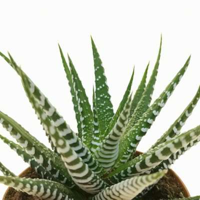 Haworthia attenuata cv. Wide Zebra 10 cm. | Aloaceae - Giromagi vendita ...