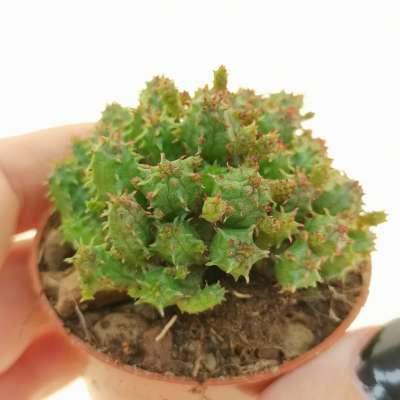 Euphorbia cv. Multiprolifera