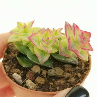 Crassula perforata f. variegata