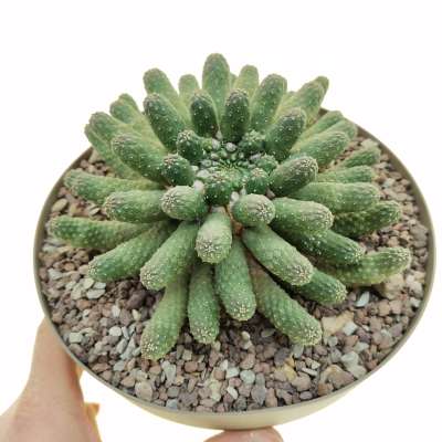 Euphorbia Inermis