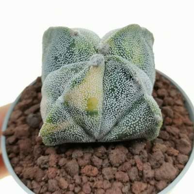 Astrophytum myriostigma var. quadricostatum f. variegata