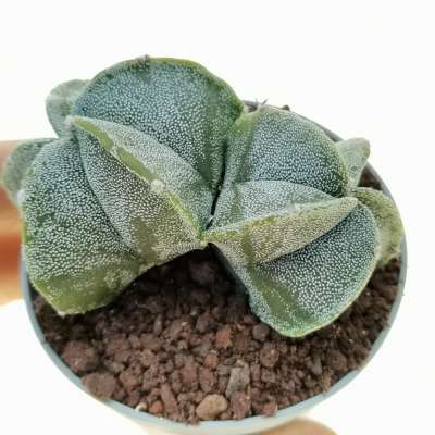 Astrophytum myriostigma f. dicotomica