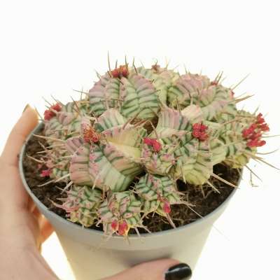 Euphorbia meloformis f. variegata