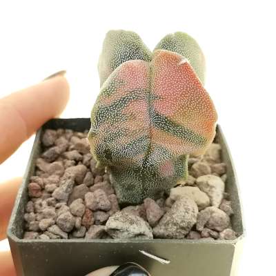 Astrophytum myriostigma var. quadricostatum f. variegata