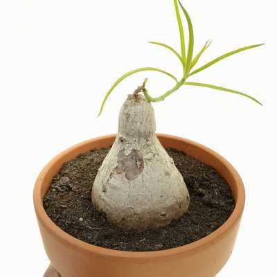 Euphorbia trichadenia