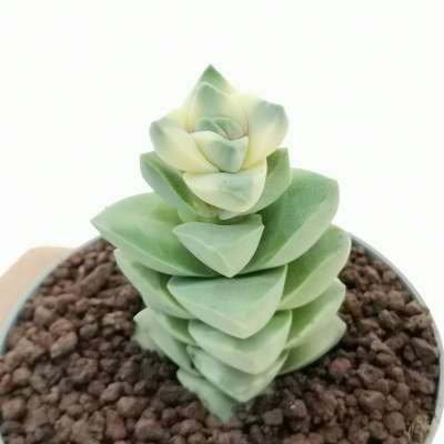 Crassula 'Moonglow' f. variegata