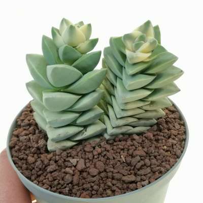 Crassula 'Moonglow' f. variegata