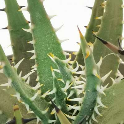 Aloe melanacantha - Giromagi