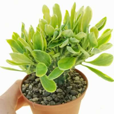 Euphorbia neriifolia f. crestata variegata