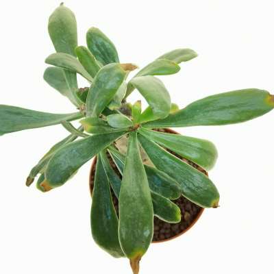 Tylecodon paniculatus - Giromagi