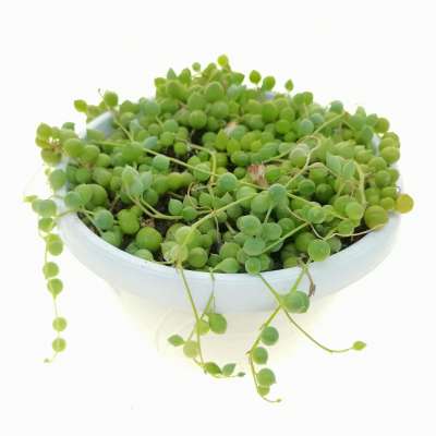 Senecio rowleyanus (Pianta del rosario) - Giromagi