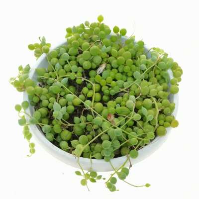 Senecio rowleyanus (Pianta del rosario) - Giromagi