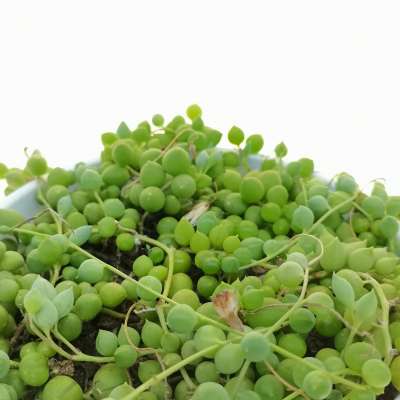 Senecio rowleyanus (Pianta del rosario) - Giromagi