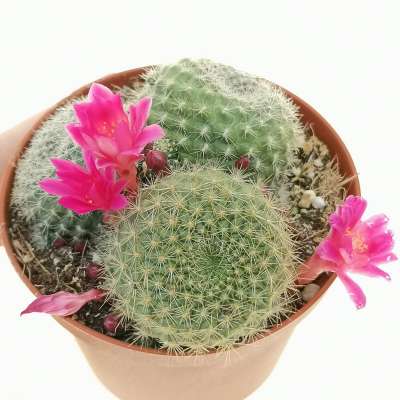 Rebutia minuscula var. violaciflora