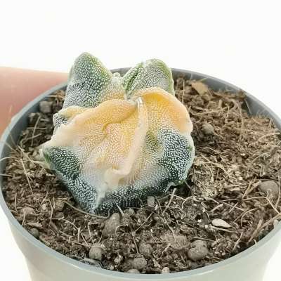 Astrophytum myriostigma cv. Fukuryu (Type b) f. variegata
