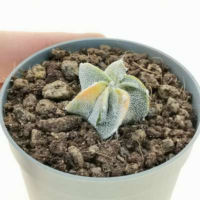 Astrophytum myriostigma cv. double Ribs f. variegata