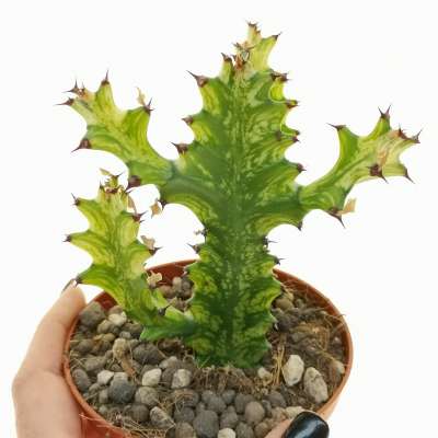 Euphorbia trigona cv. Mint Cream
