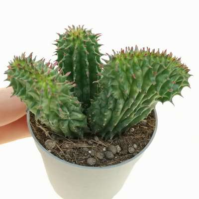 Euphorbia horrida f. crestata