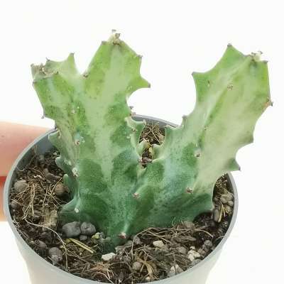 Euphorbia lactea f. dicotomica