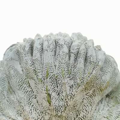 Astrophytum myriostigma cv. Onzuka Hakuun f. crestata - Giromagi