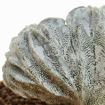 Astrophytum myriostigma cv. Onzuka Hakuun f. crestata - Giromagi