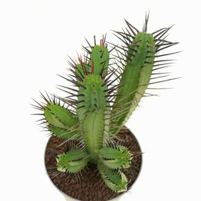 Euphorbia enopla (long spine) - Giromagi