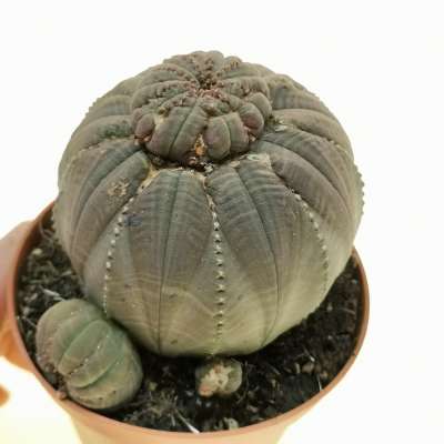 Euphorbia obesa f. prolifera (rare form)