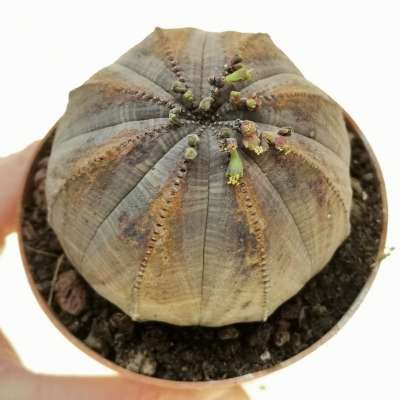 Euphorbia obesa 'Arrow'