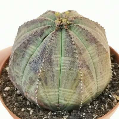 Euphorbia obesa 'Arrow'